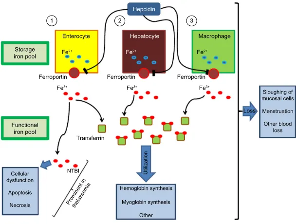 Figure 1 After absorption of iron into the enterocyte at the level of the duodenum, ferroportin transports iron into the circulation.Notes: Under normal circumstances, transferrin carries nearly all serum iron collected from duodenal absorptive epithelium,