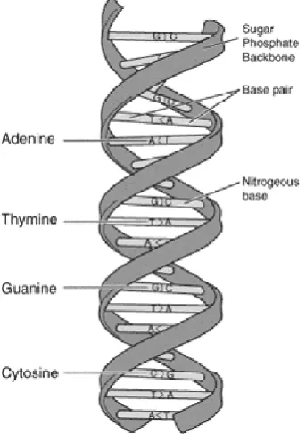 Fig 1. simplified representation of the model of DNA that Watson and Crick proposed (1953)