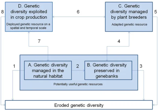 Figure  2.  Description  of  a  crop  specific  plant  breeding  system.  1:  Genetic  drift  within  the  populations  or  the  extinction of a species causes genetic erosion