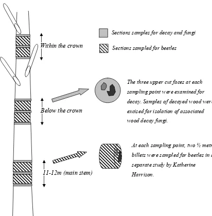 Figure 2.2.3. Live tree sampling method used in this study, showing three standard sampling 