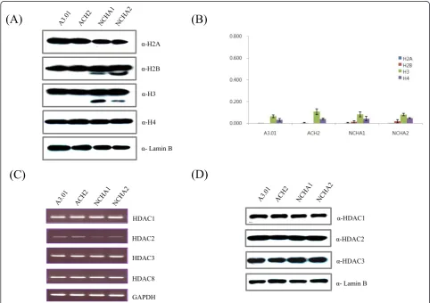 Figure 1 Histone and HDAC profiles in HIV-1 latently infected A3.01derived cells. A) Expression levels of four core histone proteins wereinvestigated by western blot