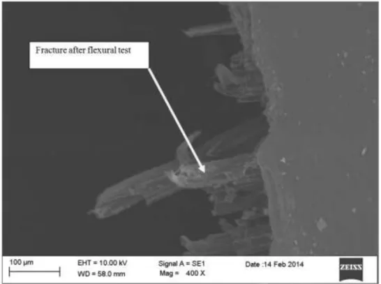 Figure 6 SEM image of hybrid glass/sisal reinforced epoxy composites after flexural test 