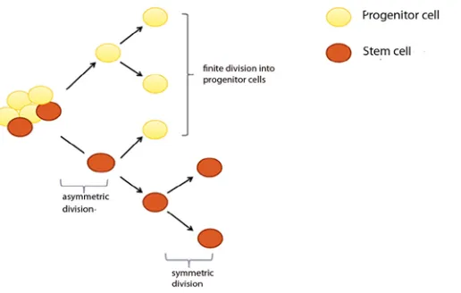 Figure 1 : Schematic diagram of the classical self-renewal and differentiation properties of stem cells (SC)