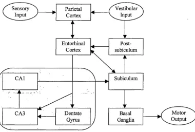Figure 2.3 Some of the functional connections of the hippocampus and the place 
