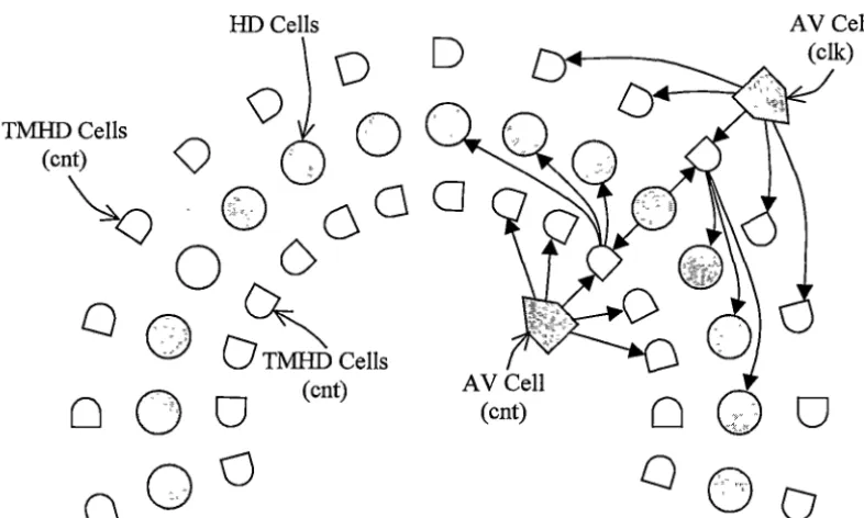 Figure 2.5: Model of the head direction circuit: showing head direction (HD), angular velocity (AV), tum-modulated head direction (TMHD) cells, and representative connections