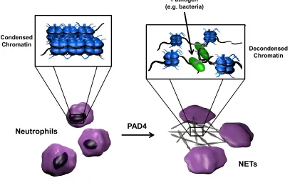 Figure 1.5 Role of PAD4 in NET formation.   