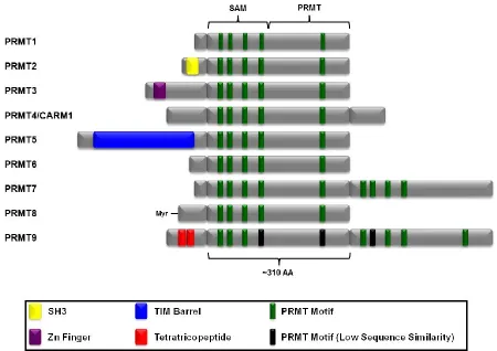 Figure 1.7 Structure of PRMT family members.  PRMT family members have four common motifs in their SAM binding domain and one motif in their unique PRMT domain