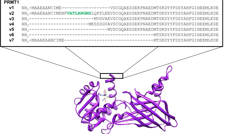 Figure 1.8 PRMT1 splice variants.  The NES of PRMT1v2 is highlighted in green.  