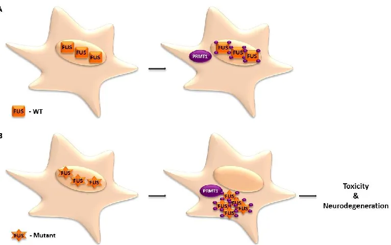 Figure 1.13 Proposed model of the role of PRMT1 in ALS.  (A) In the absence and presence of PRMT1, WT FUS localizes in the nucleus