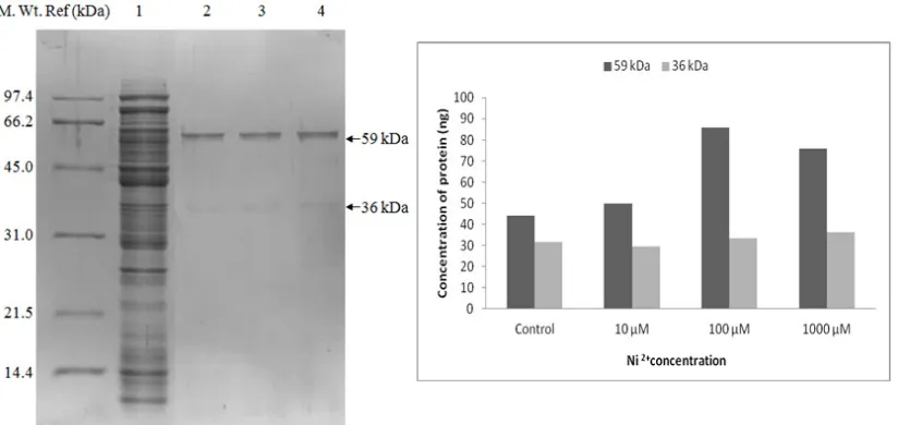 Fig 6. a) SDS-PAGE protein profile of isolate RS-1 after 24 hrs incubation. M - Marker, Lane 1 - Control, Lane 2 - with amendment of 10µM Co 2+, Lane 3 - with amendment of 100µM Co2+, Lane 4 - with amendment of 1000µM Co2+ ; b) Concentration of major prote