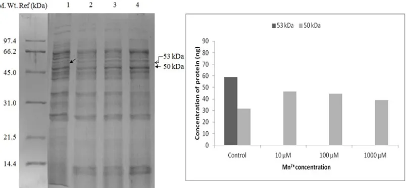Fig 8: a) SDS-PAGE protein profile of isolate RS-3 after 24 hrs incubation. M - Marker, Lane 1- Control, Lane 2 - with amendment of 10µM Mn 2+, Lane 3 - with amendment of 100µM Mn2+, Lane 4 - with amendment of 1000µM Mn2+ ; b) Concentration of major protei