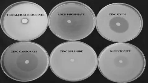 Table 1. Nutrient solubilisation by B. megaterium var. phosphaticum after 15 days of inoculation 