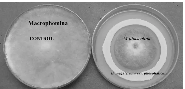 Fig 4. In vitro antagonistic of activity of B. megaterium var.phosphaticum against select phytopathogens
