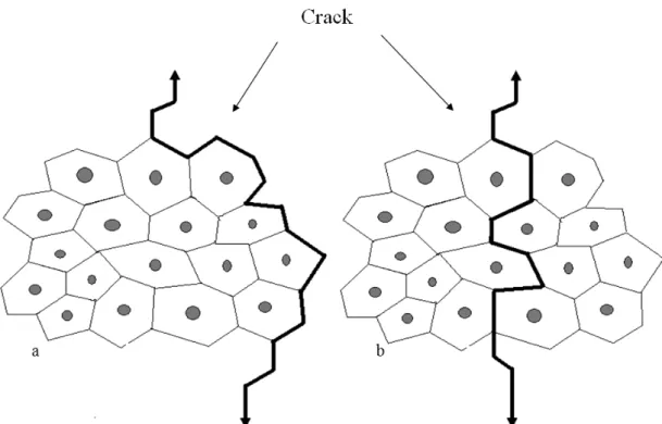 Figure 3.6: Schematic of cross section of a fibre bundle (technical fibre) in a matrix containing a crack