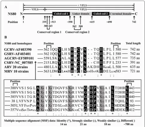 Figure 4 Schematic representation of GCRV NS80 conserved regions and potential functional domainsNS80 and its homologues