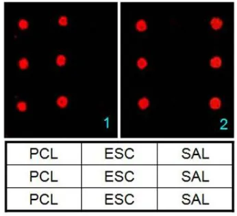 Figure 1. Whole genome amplification obtained from less number of bacterial cells (101 CFU/ml) (Lane 1- DNA ladder 250bp; Lane 2 – Control DNA supplied with kit; Lane 3- E.coli DNA from 101 CFU/ml; lane 4- S