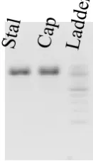Fig 2: Quality of genomic DNA isolated from stalk and cap of P. sajor caju                                          separated on 1.5% agarose gel