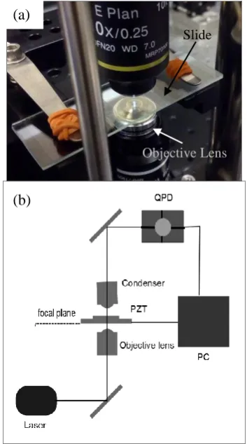 Fig. 1  (a) The experimental setup for SBM method and (b) schematic diagram of optical tweezers setup