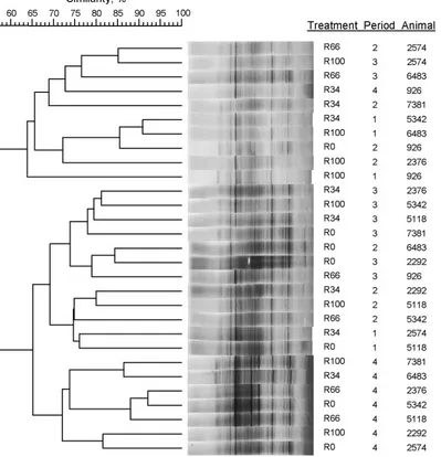 Figure 1. Denaturing gradient gel electrophoresis derived unweighted pair-group method with arithmetic mean dendrogram showing the effect of diets on the total eubacterial population in feces of cows undergoing N partitioning measurements (n = 8)