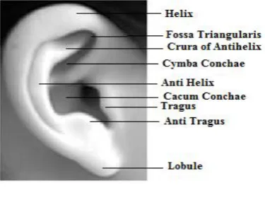 Fig. 1   Ear anatomy. 