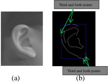 Fig. 4   Image Cropping. (a) Original ear image with bounded box 