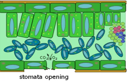 Figure 2 : Cross section of leaf showing stomata opening underneath  