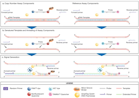 Figure 1 PCR and detection of target and reference gDNA sequences in a  duplex reaction
