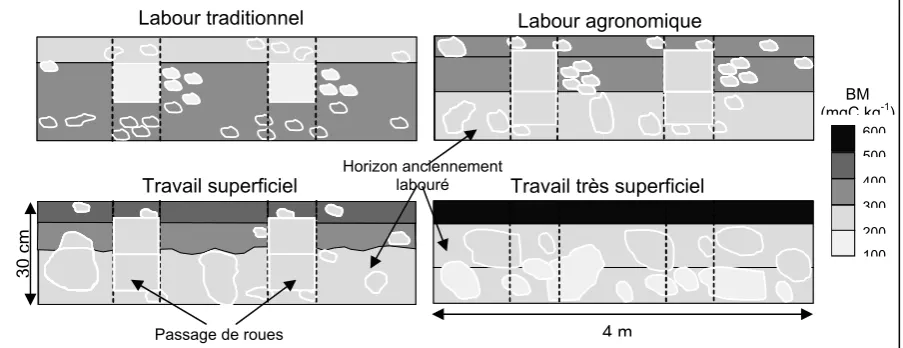 Figure 4 : Distribution de la biomasse microbienne en mg C/kg dans le profil de sol (0-30 cm) pour quatre techniques de travail du sol