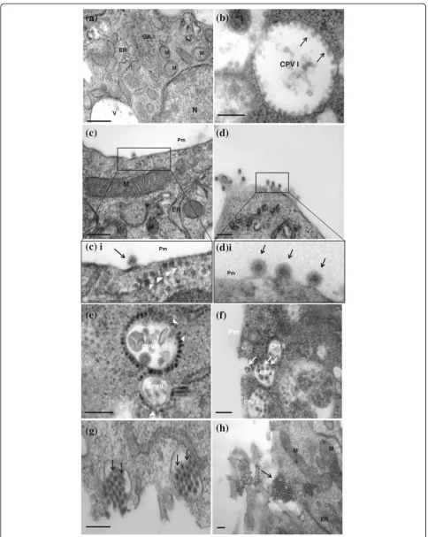 Figure 2 (See legend on next page.)