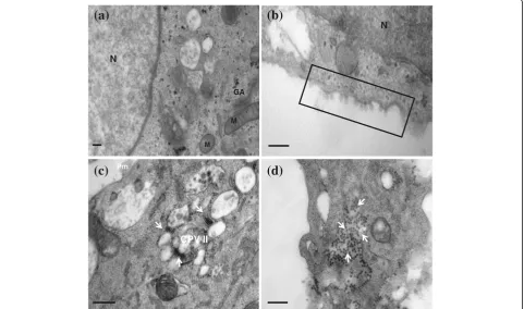 Figure 3corresponds to 0.5complexes. The bar of c corresponds to 0.5(in HeLa cells. Viral-induced membranous spheres are observed to associate with the plasma membrane [boxed]