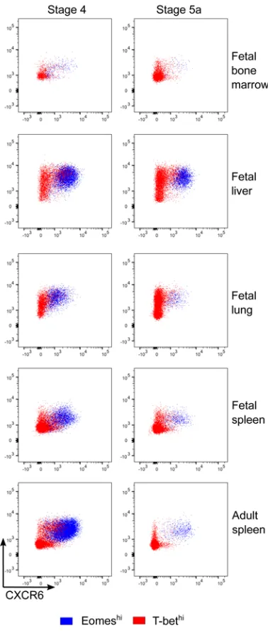 Figure 3. EomeshiEomes cells are CXCR6+CD69+. Representative flow cytometry plots of hi and T-bethi NK cells showing CXCR6 and CD69 staining