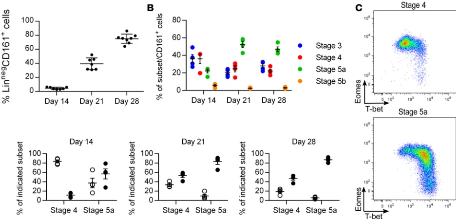 Figure 6. Eomeshi(Lin cells appear before T-bethi cells in an in vitro NK cell development culture system