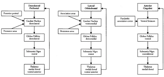 Figure 2.1. The three frontal-subcortical circuits originating in the prefrontal cortex that are relevant to executive functioning