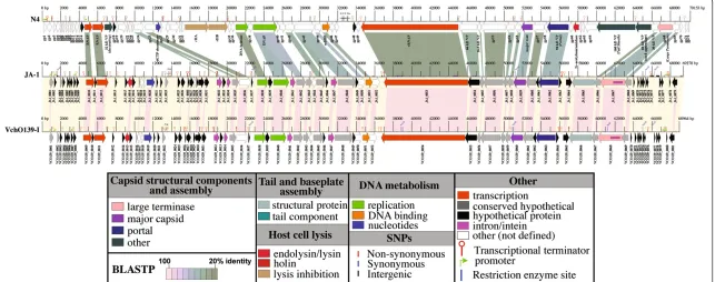 Figure 4 Genome maps and protein identity comparison between phages N4, ϕJA1, and ϕVchO139-I