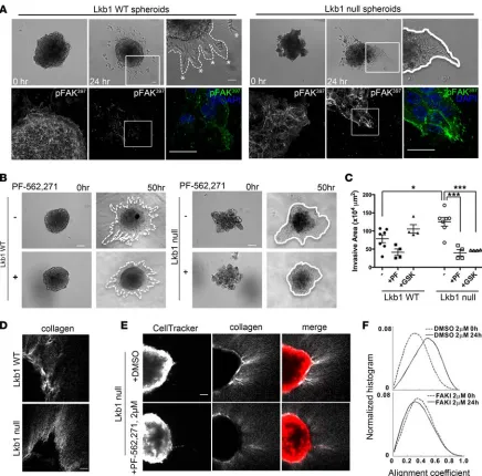 Figure 2. Lkb1 mutant tumor cells exhibit collective, FAK-dependent 3D cell invasion and collagen remodeling