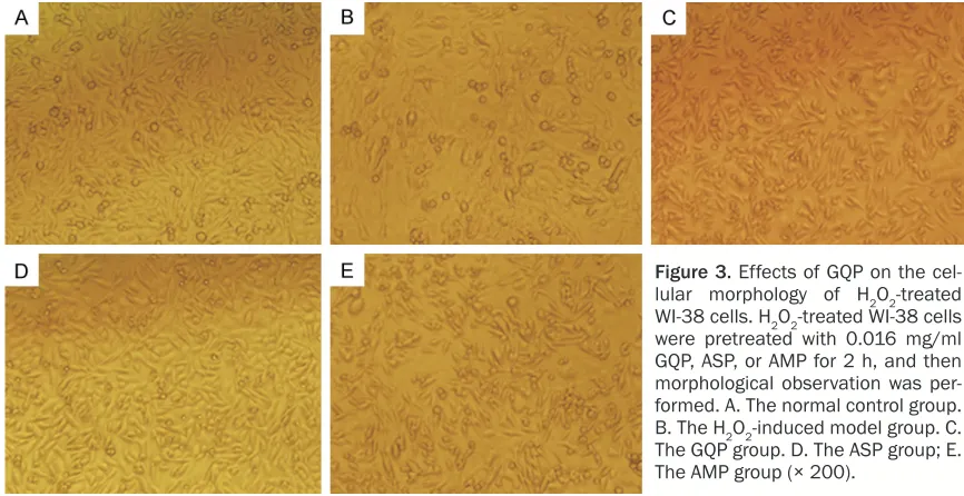 Figure 3. Effects of GQP on the cel-lular morphology of HO-treated 