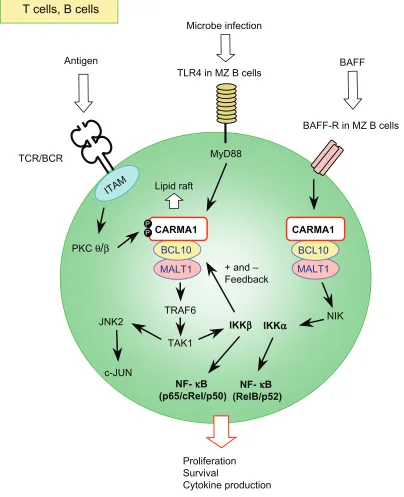 Figure 2 Schematic signaling pathway mediated by the L-CBM complex in T and B lymphocytes.Notes: The L-CBM complex acts in the canonical NF-κB (p65/p50, cRel/p50) activation pathway mediated by iKKβ downstream of TCRs and BCRs