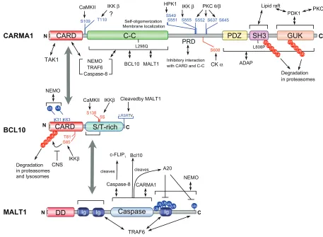 Figure 4 Regulatory phosphorylation sites, polyubiquitylation sites (Ub), proteolytic cleavage sites, and functional domains in L-CBM molecules.negative regulation sites