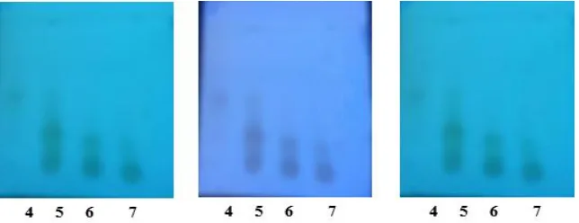 Figure 2: TLC chromatogram of different fractions 4th to 7th of ginger. First one visible light, second one 254 nm, third one 336 nm