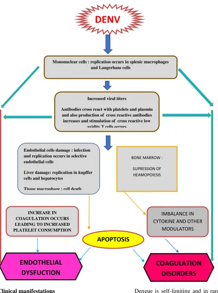 Figure 2. Pathophysiology of dengue causing endothelial dysfunction and development of coagulant disorders  [14]