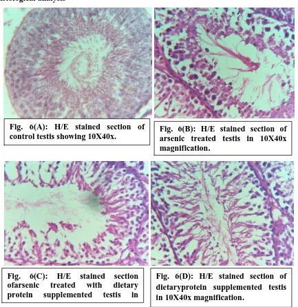 Fig. 6(A): H/E stained section of control testis showing 10X40x. 