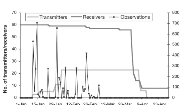 Fig. 2. Nototodarus gouldi. Number of active receivers and transmitters, and number of observations recorded by date