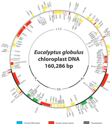 Figure 1. Gene map of the plastid chromosome of Eucalyptus globulus. Genes belonging to different functional groups are color coded (see key).Genes drawn inside the circle are transcribed clockwise; those outside the circle are transcribed anti-clockwise
