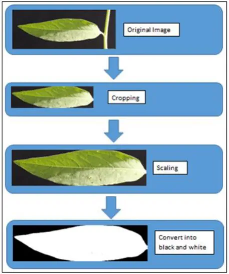 Figure 2. Workflow of image processing from the original image to a black and white image 