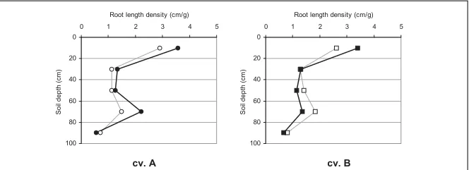 Figure 1. Root length densities of two winter wheat cultivars in cm root g-1soil profi le