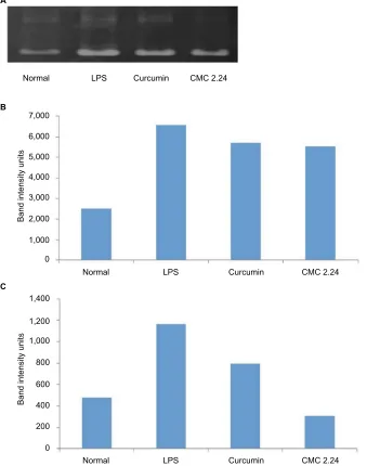 Figure 8 il-1β concentration in rat gingiva. Note: rat gingiva in each group were pooled and extracted with urea and analyzed for il-1β using Elisa.Abbreviations: CMC, chemically modified curcumin; LPS, lipopolysaccharide.