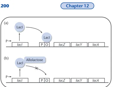 Fig. 12.12 A model for the regulation of the lac operon. The Lac repressor or LacI binds to the lac operator DNA (lacO) and prevents transcription of lacZ, lacY, and lacA