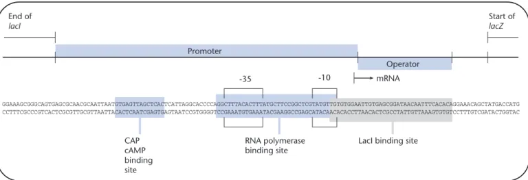 Fig. 12.14 The binding sites for CAP–cAMP, RNA polymerase, and LacI in the lac operon of E