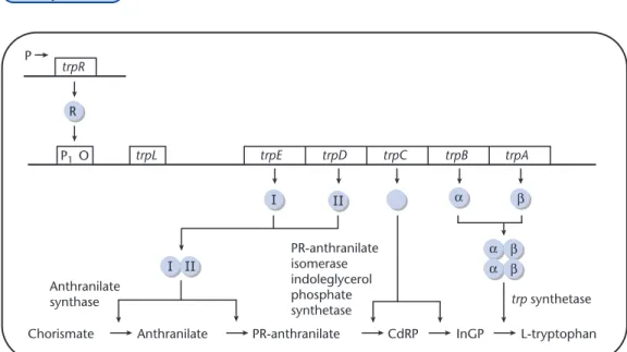 Fig. 12.15 The structure of the trp operon and the enzymatic activities encoded by the trp genes