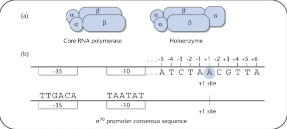 Fig. 12.3 The structure of RNA polymerase and the regions in the promoter it binds to